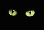 Avatar de gato negro