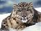 Avatar de snow leopard